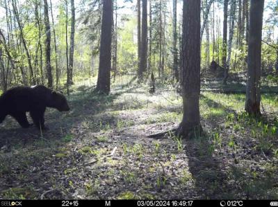 В Окском заповеднике фотоловушка вновь засняла медведя
